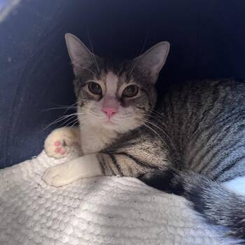 Patitas 2026 -  Domestic Short Hair Cat for Adoption - Patitas 2026 | PetCurious