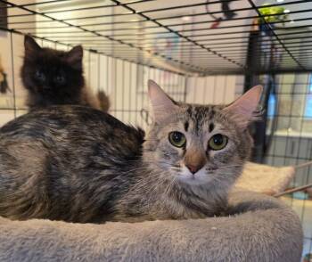 Domestic Medium Hair Cats Available for Adoption - Odessa | PetCurious