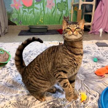 October -  Domestic Short Hair Cat for Adoption in Hendersonville, North Carolina - October | PetCurious