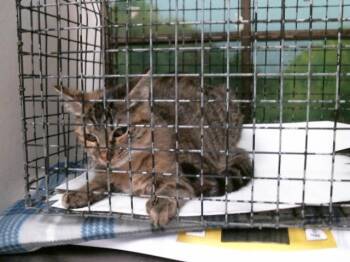 MOMO -  Domestic Short Hair Cat for Adoption in Houston, Texas - MOMO | PetCurious