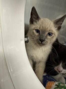 Monte -  Domestic Short Hair Cat for Adoption in Grants Pass, Oregon - Monte | PetCurious