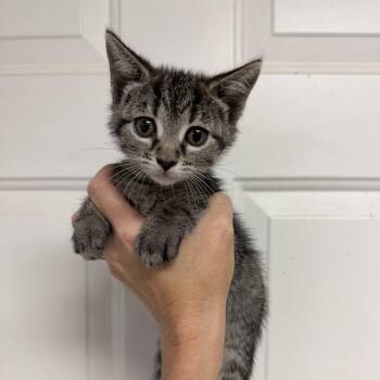 Hot Toddy -  Tabby Cat for Adoption in Columbia, South Carolina - Hot Toddy | PetCurious