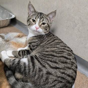 Freddie -  Domestic Short Hair Cat for Adoption in Waterloo, Iowa - Freddie | PetCurious