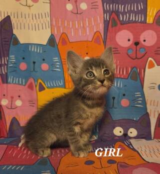 Rescue Domestic Short Hair Cats for Adoption in New Braunfels, Texas - Princess Celestia | PetCurious