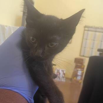 Alpha Centauri -  Domestic Short Hair Cat for Adoption in Lynchburg, Virginia - Alpha Centauri | PetCurious