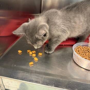 Bambam -  Domestic Short Hair Cat for Adoption in Philadelphia, Pennsylvania - Bambam | PetCurious