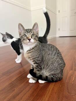 Brown Sugar -  Tabby Cat for Adoption in Round Rock, Texas - Brown Sugar | PetCurious