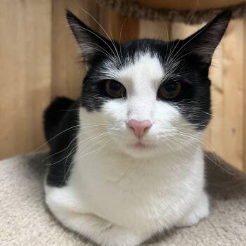 Domestic Short Hair Cats Available for Adoption - Bandit | PetCurious