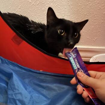 Lovey Dovey -  Domestic Short Hair Cat for Adoption in Midland, Texas - Lovey Dovey | PetCurious