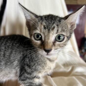 Missy -  Domestic Short Hair Cat for Adoption in Washington, Pennsylvania - Missy | PetCurious