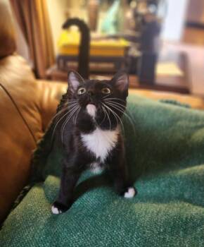 Twig -  Domestic Short Hair Cat for Adoption in Greenwood, Indiana - Twig | PetCurious