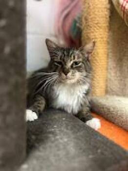 Mongolia -  Domestic Long Hair Cat for Adoption in Colonial Heights, Virginia - Mongolia | PetCurious
