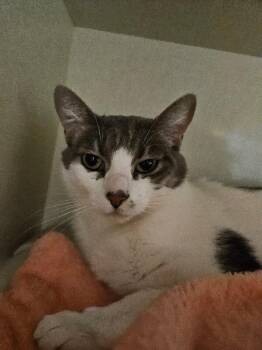Mirabel -  Domestic Short Hair Cat for Adoption in Fort Collins, Colorado - Mirabel | PetCurious