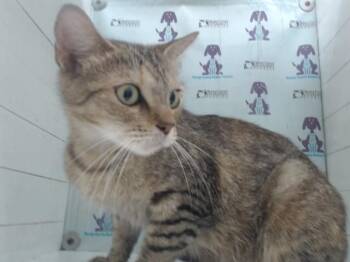 GIGI -  Domestic Short Hair Cat for Adoption in Orlando, Florida - GIGI | PetCurious