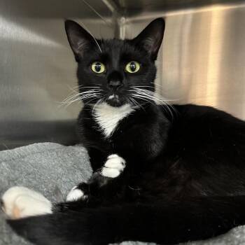 Coco Girl -  Domestic Short Hair Cat for Adoption in Cumming, Georgia - Coco Girl | PetCurious