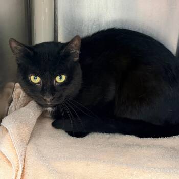 Norman -  Domestic Short Hair Cat for Adoption in Newark, New Jersey - Norman | PetCurious