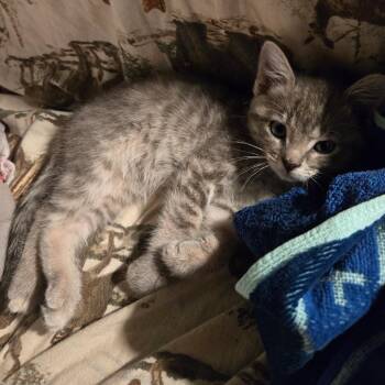 Myrtle -  Domestic Short Hair Cat for Adoption in Fayetteville, Arkansas - Myrtle | PetCurious