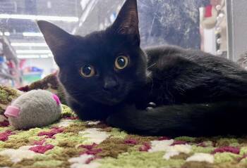 Rescue Domestic Short Hair Cats for Adoption in Pickering, Ontario - Heiress | PetCurious