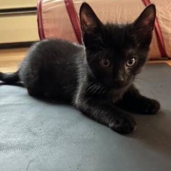 Cremini Haseman -  Domestic Short Hair Cat for Adoption in Morrison, Colorado - Cremini Haseman | PetCurious