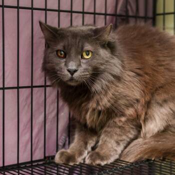 Loofah -  Domestic Long Hair Cat for Adoption in Los Angeles, California - Loofah | PetCurious