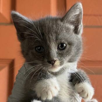 Domestic Short Hair Cats Available for Adoption in Huntington Beach, California - Dorothy  | PetCurious