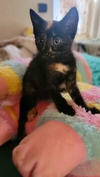 Rescue American Shorthair Cats for Adoption in Piscataway, New Jersey - Carmella | PetCurious