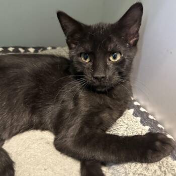 Rescue Domestic Short Hair Cats for Adoption in Brookings, South Dakota - Edris | PetCurious