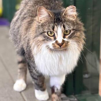Domestic Long Hair and Tiger Cats Available for Adoption - Lily | PetCurious