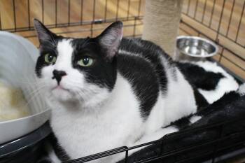 Rescue Domestic Short Hair Cats for Adoption in Hoffman Estates, Illinois - Mr. Kitty | PetCurious