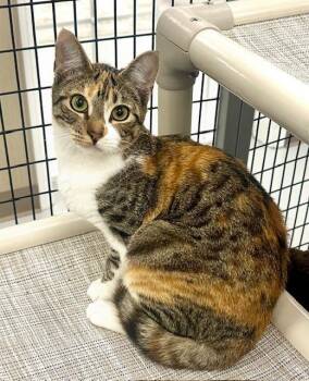 Rescue Calico Cats for Adoption in Westlake Village, California - Fern | PetCurious