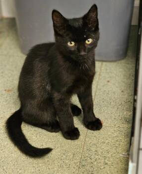 Woody -  Domestic Short Hair Cat Available for Adoption in Lovingston, Virginia - Woody | PetCurious