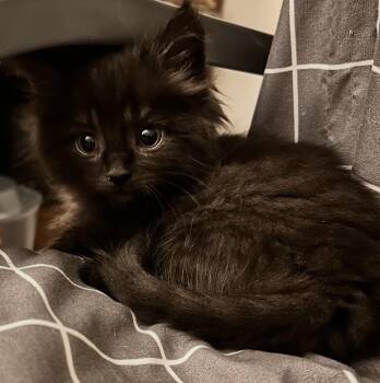 Rescue Domestic Medium Hair Cats for Adoption in Maineville, Ohio - French Fry | PetCurious