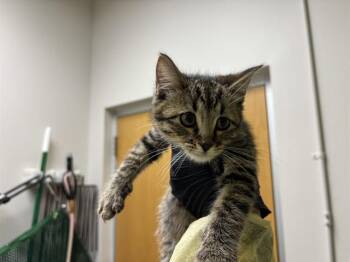 ROMULUS -  Domestic Short Hair Cat for Adoption in Pueblo, Colorado - ROMULUS | PetCurious