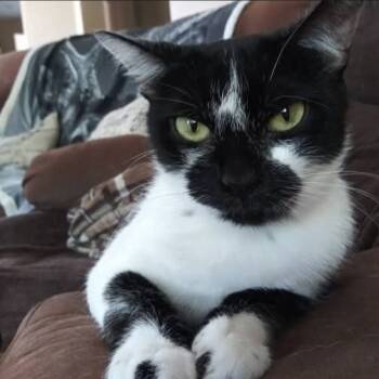 Rescue Domestic Short Hair Cats for Adoption in Temecula, California - Betty | PetCurious