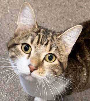 Woody -  Domestic Short Hair Cat for Adoption in Sault Ste. Marie, Michigan - Woody | PetCurious