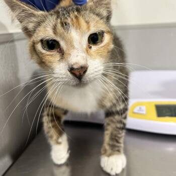 Domestic Short Hair Cats Available for Adoption in Tampa, Florida - Hailie | PetCurious