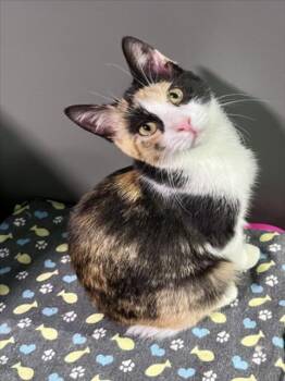 Domestic Short Hair Cats Available for Adoption - SHIRLEY | PetCurious