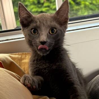 Reid -  Domestic Short Hair Cat for Adoption in Norwalk, Connecticut - Reid | PetCurious