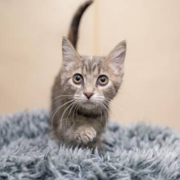 Lucy -  Domestic Short Hair Cat for Adoption in Gainesville, Georgia - Lucy | PetCurious