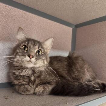 Girly Pop -  Domestic Medium Hair Cat for Adoption in Waterloo, Iowa - Girly Pop | PetCurious