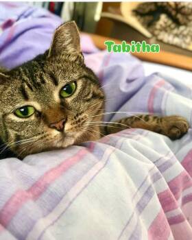 Domestic Short Hair Cats Available for Adoption in Port Chester, New York - The Halloween Trio Sabrina , Tabitha , And Salem  | PetCurious