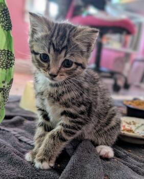 Rescue Domestic Medium Hair Cats for Adoption in Evans, Georgia - Backpack | PetCurious