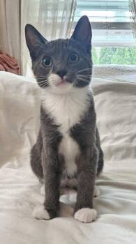26-30 Bosley -  Domestic Medium Hair Cat for Adoption in St. Helens, Oregon - 26-30 Bosley | PetCurious