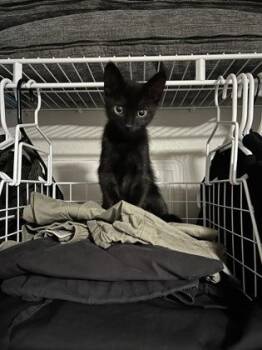 92848a Sesame -  Domestic Short Hair Cat for Adoption in North Charleston, South Carolina - 92848a Sesame | PetCurious