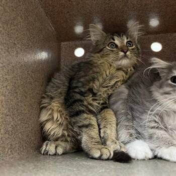 SVAS-Stray-39480 -  Domestic Medium Hair Cat for Adoption in Lyndhurst, Virginia - SVAS-Stray-39480 | PetCurious