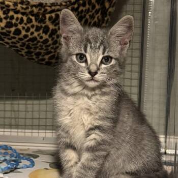 Domestic Short Hair Cats Available for Adoption in League City, Texas - Squall | PetCurious