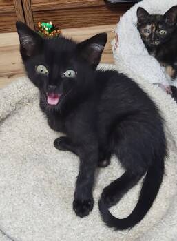 Bosley -  Domestic Short Hair Cat for Adoption in Lenexa, Kansas - Bosley | PetCurious