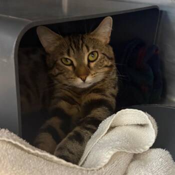 Ziggy -  Domestic Short Hair Cat for Adoption in Chicago, Illinois - Ziggy | PetCurious