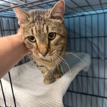 Thorax -  Domestic Short Hair Cat for Adoption in Normal, Illinois - Thorax | PetCurious