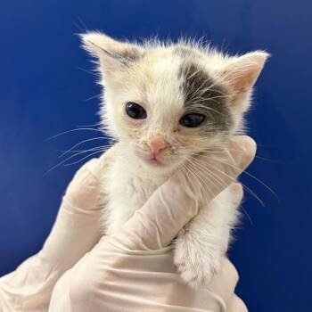 Clementine June -  Domestic Short Hair Cat for Adoption in Lakewood, California - Clementine June | PetCurious